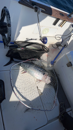 ビンチョウマグロの釣果