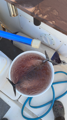 ビンチョウマグロの釣果