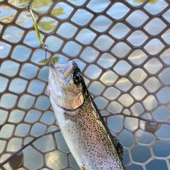 ニジマスの釣果