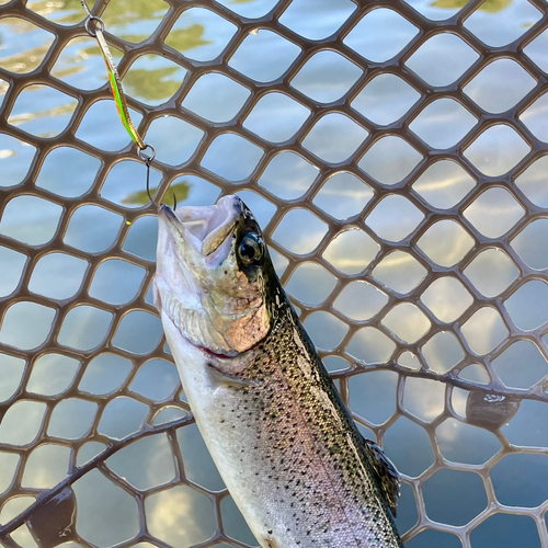 ニジマスの釣果