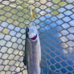 ニジマスの釣果