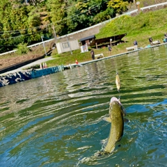 ニジマスの釣果