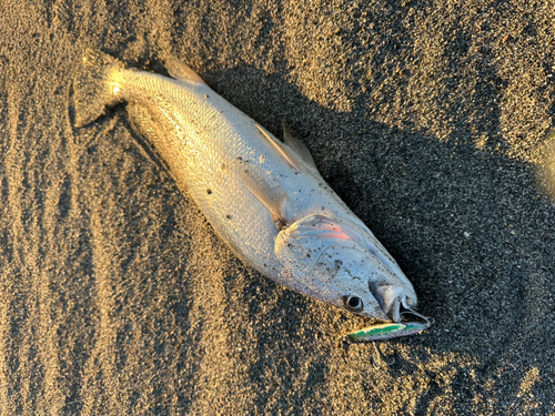 ニベの釣果