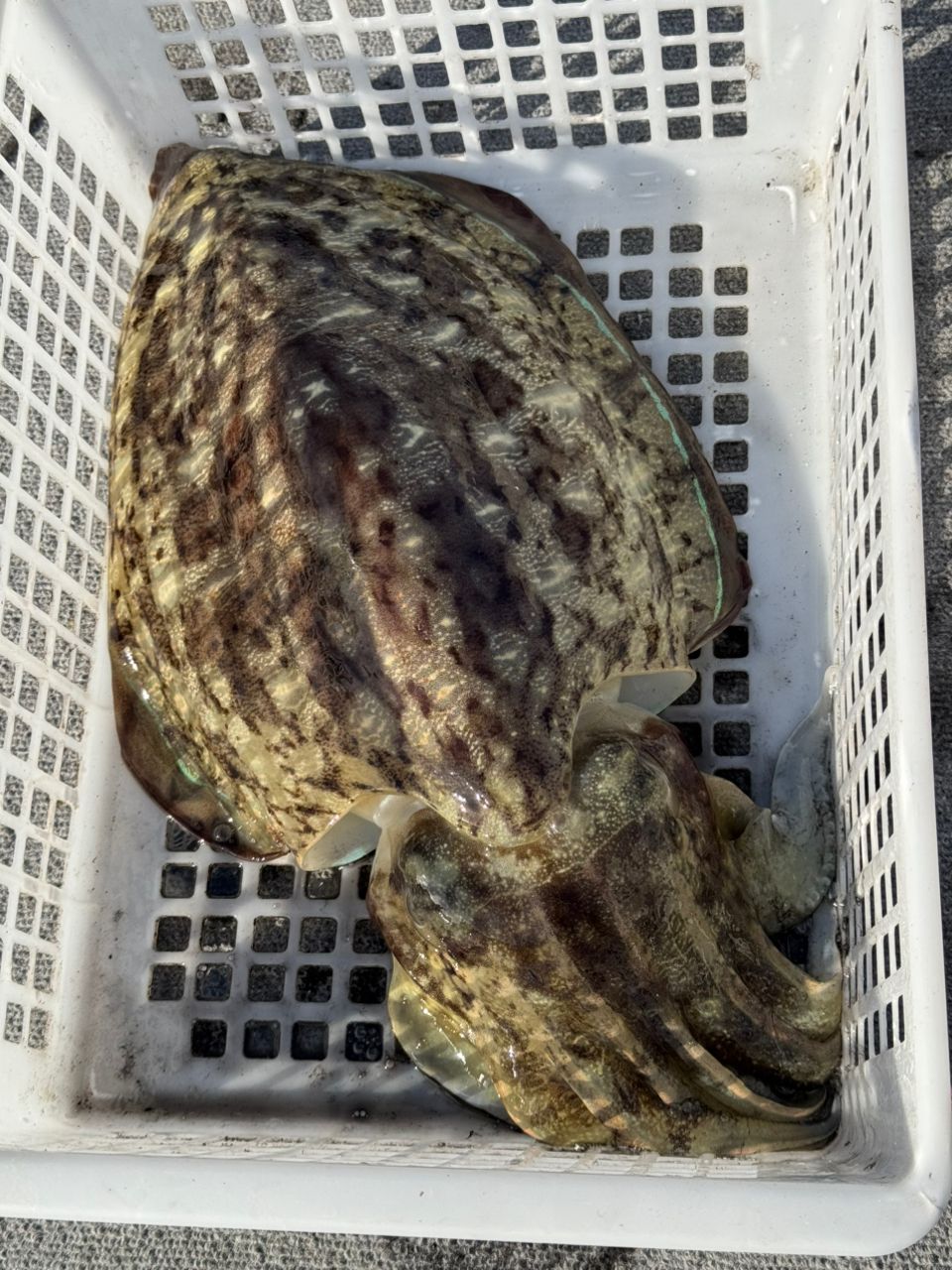 なな ゲストばかり釣れる人さんの釣果 2枚目の画像