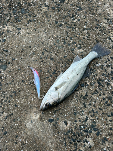 セイゴ（マルスズキ）の釣果