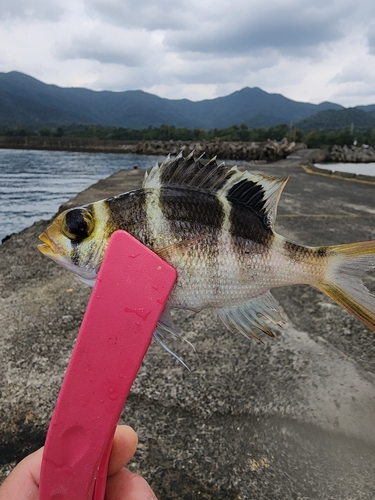 ヨコシマクロダイの釣果