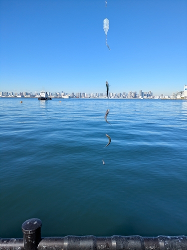 イワシの釣果