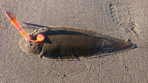 シタビラメの釣果