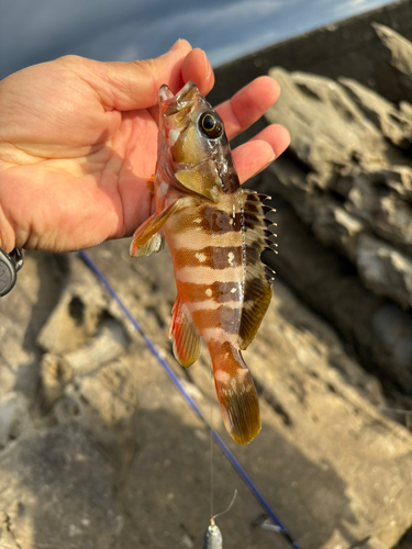 アカハタの釣果