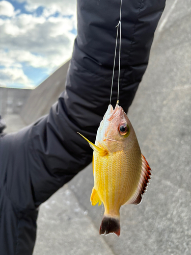 ヒメフエダイの釣果