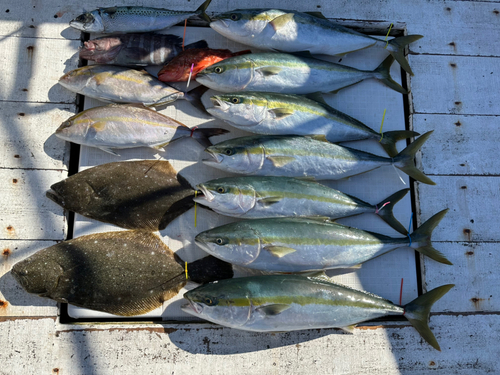 イナダの釣果