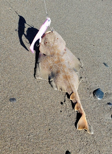 カスザメの釣果