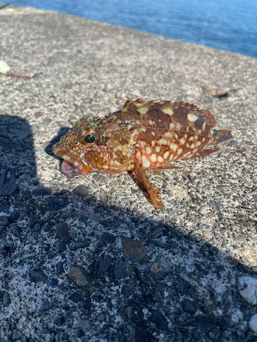 カサゴの釣果