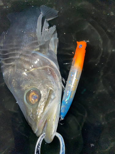 マルスズキの釣果