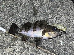 シロメバルの釣果