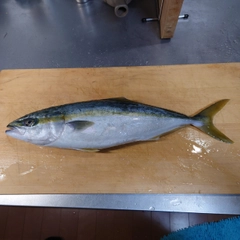 ハマチの釣果