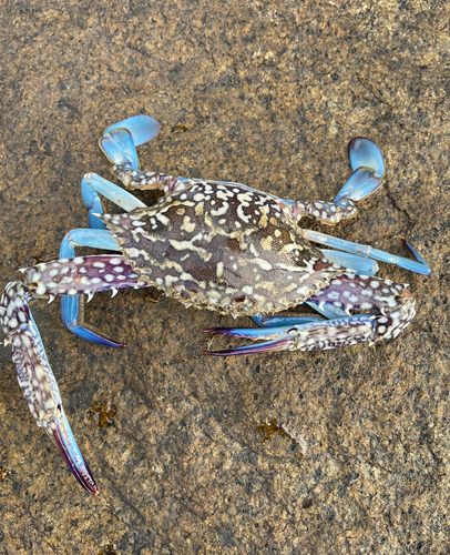 タイワンガザミの釣果