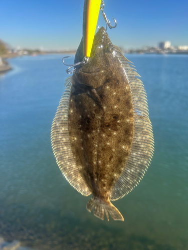 ソゲの釣果