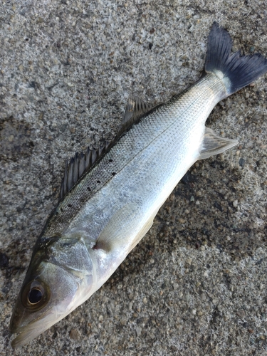 セイゴ（タイリクスズキ）の釣果