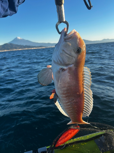 アマダイの釣果