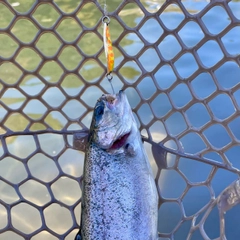 ニジマスの釣果