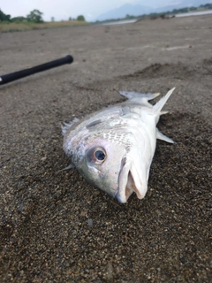 キビレの釣果