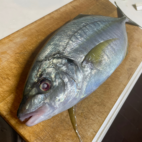 シマアジの釣果