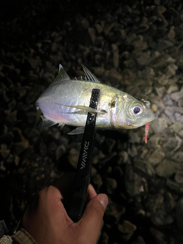 マアジの釣果