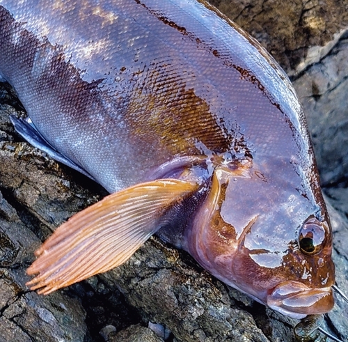 アイナメの釣果