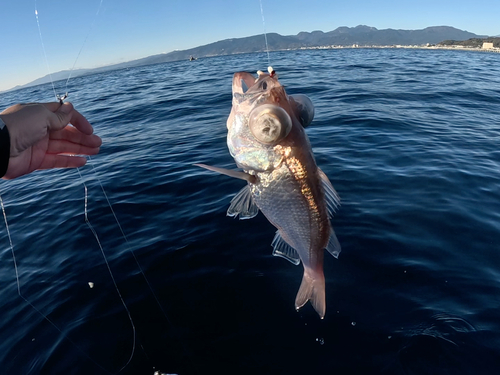 シロムツの釣果