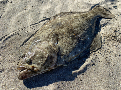 ヒラメの釣果