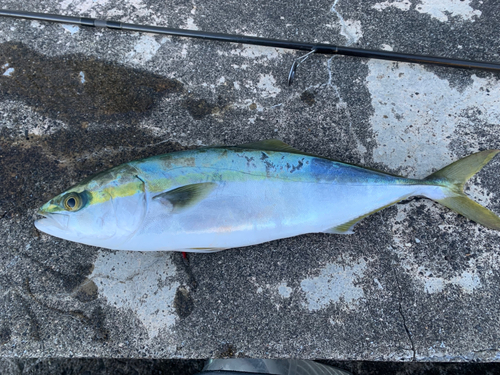 イナダの釣果