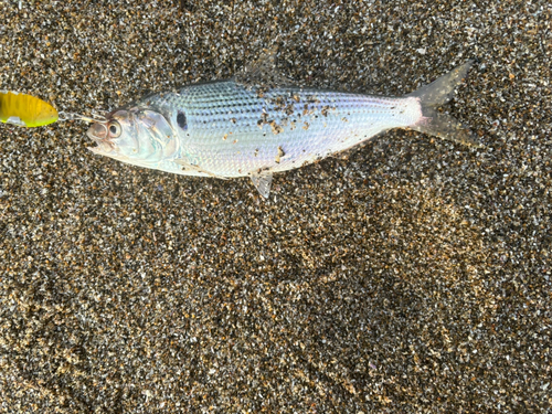 コノシロの釣果