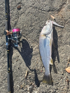 ニベの釣果