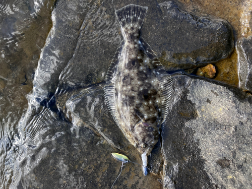 ヒラメの釣果