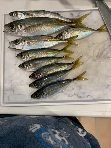 アジの釣果