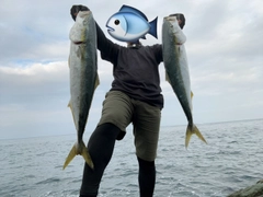 ハマチの釣果