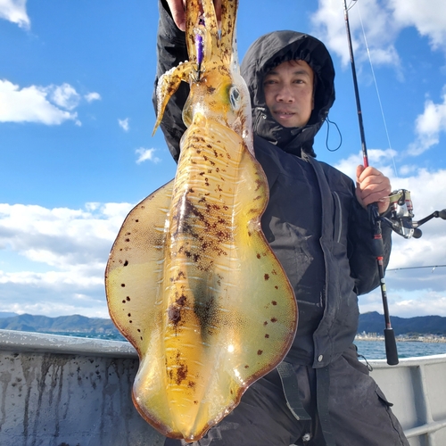 アオリイカの釣果