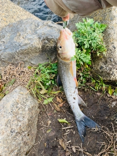 ニゴイの釣果