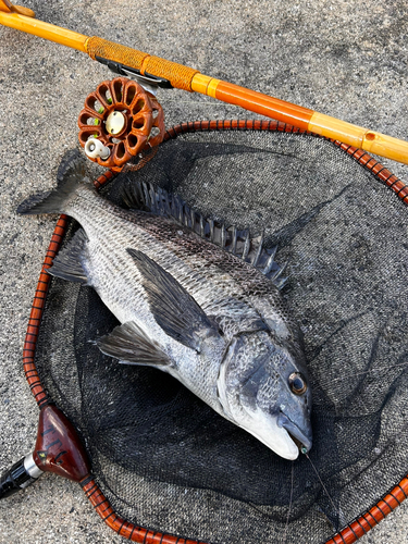 チヌの釣果