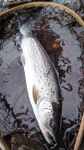 ブラウントラウトの釣果