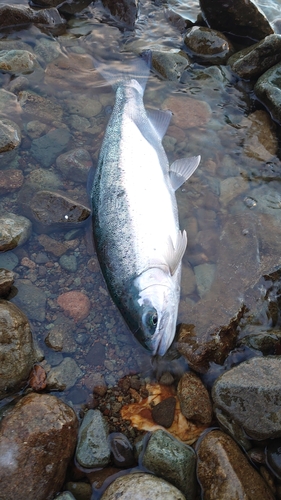 ニジマスの釣果