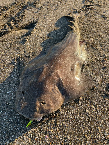 カスザメの釣果