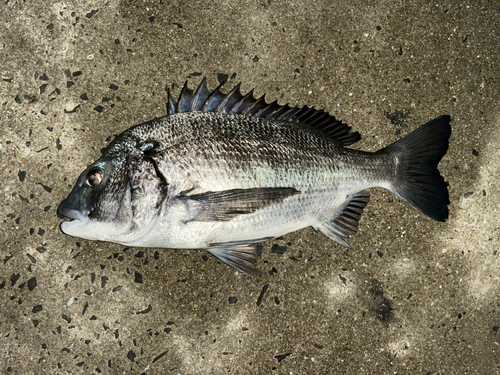 チヌの釣果