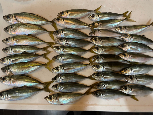 アジの釣果