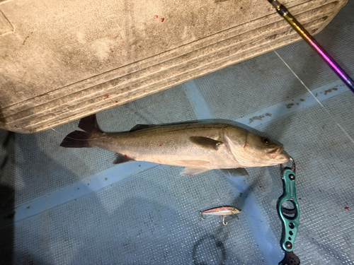 シーバスの釣果