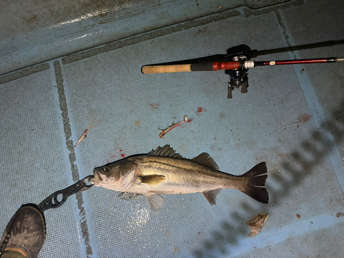 シーバスの釣果