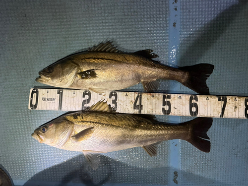 シーバスの釣果