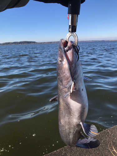 アメリカナマズの釣果