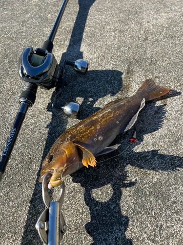 アイナメの釣果